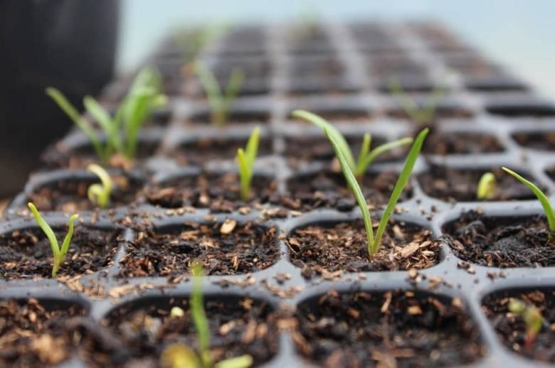 January seedbed
