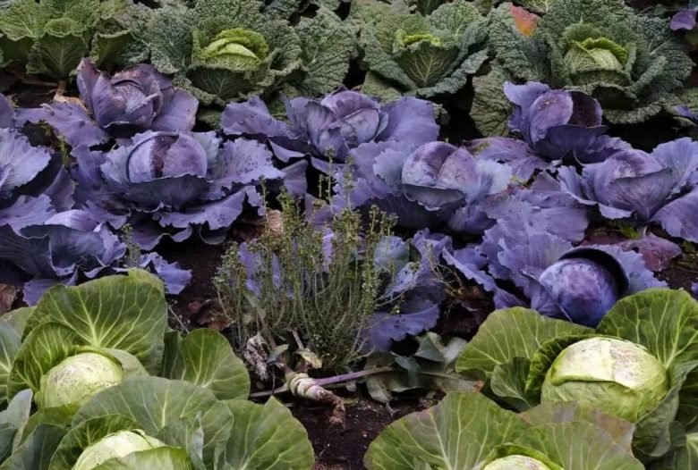 Grow cabbage