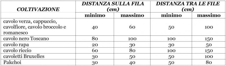 Cabbage transplant distances