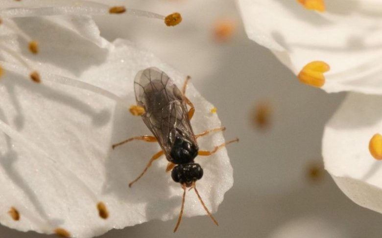 Hoplocampa minuta