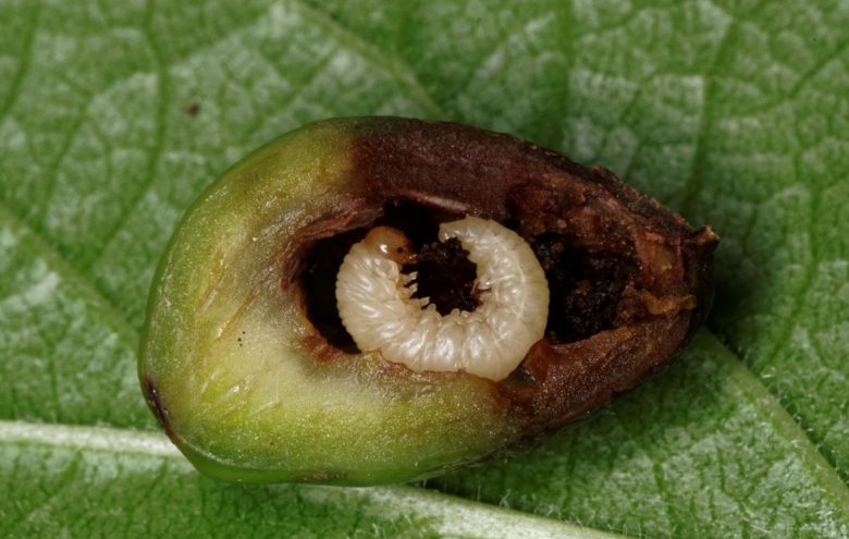 Plum sawfly larva
