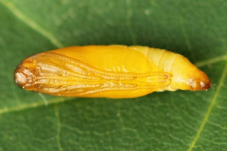 Chrysalis