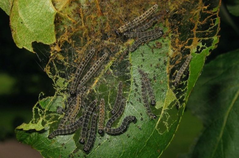 Adult apple spider larvae