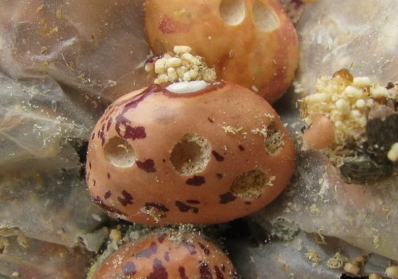 Harm of bean weevil