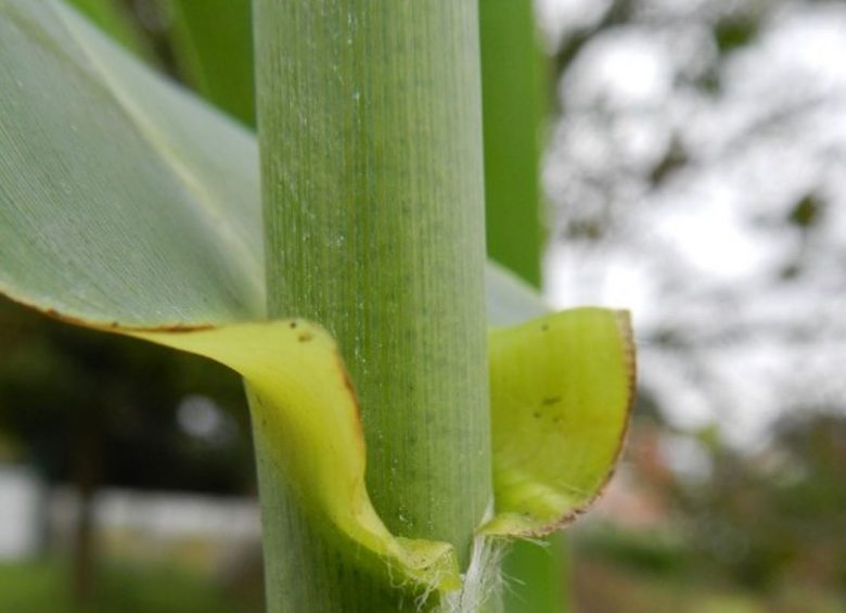 Green stems