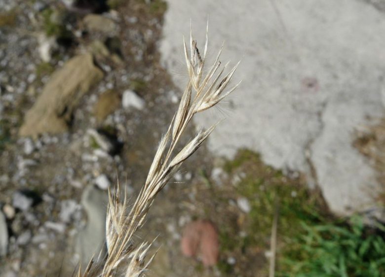 Karyoxides