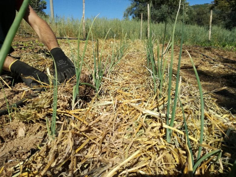 Mulch with straw