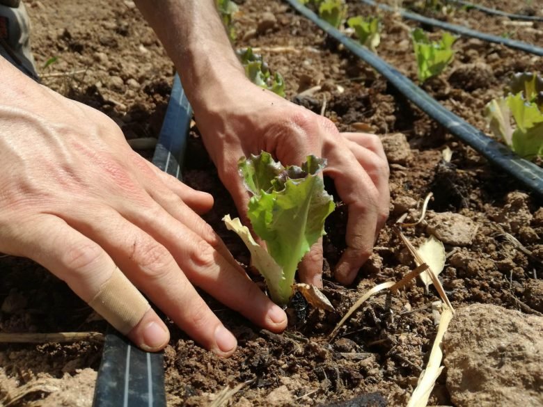 Lettuce transplant following the lunar calendar of the month of June