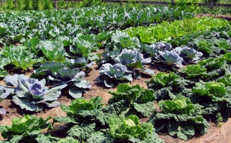 Cabbages