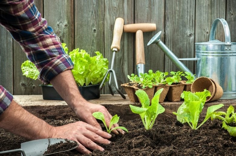 What to plant in February