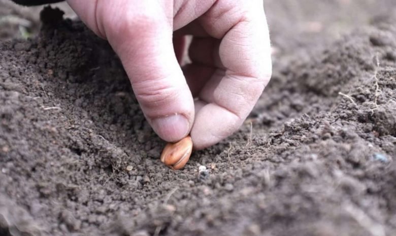 Sow in January