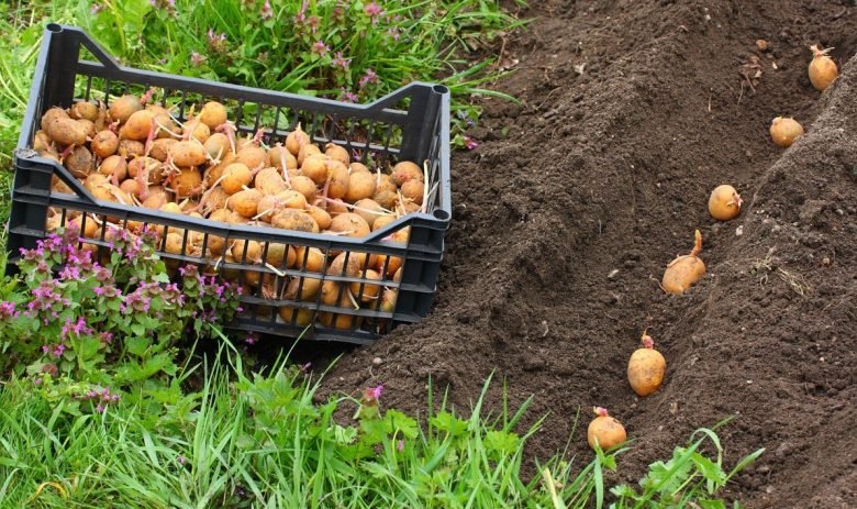 Sowing in March in the open field
