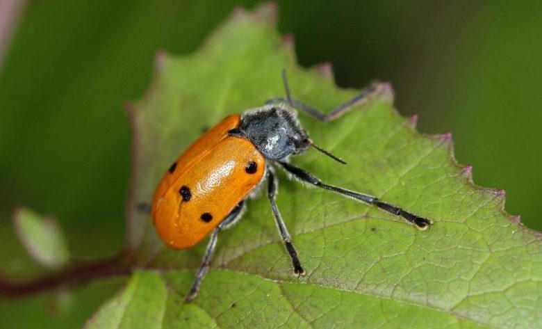 Lachnaia on a leaf