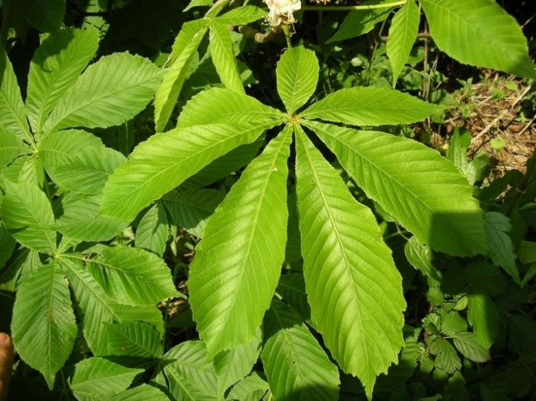 Horse chestnut leaf