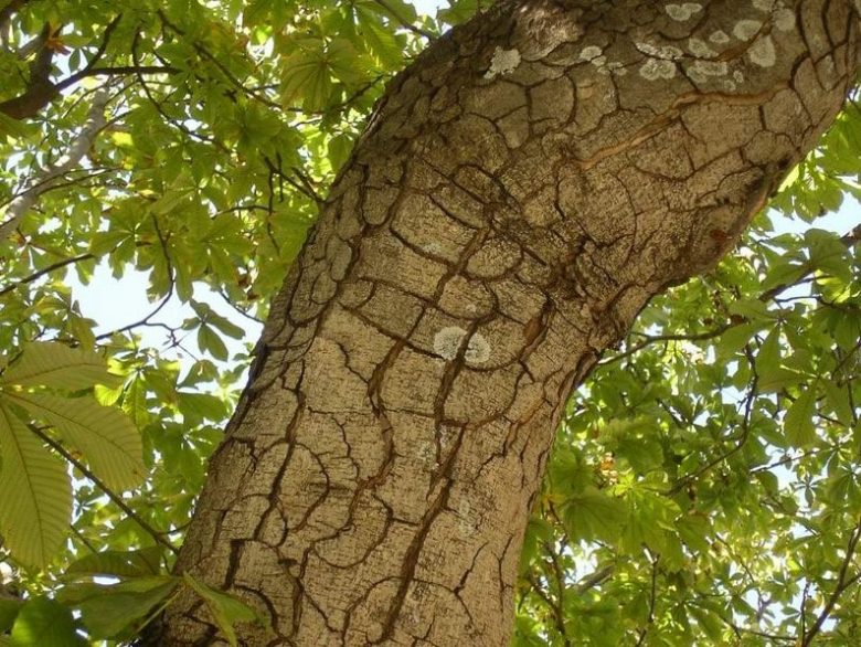 Horse chestnut trunk