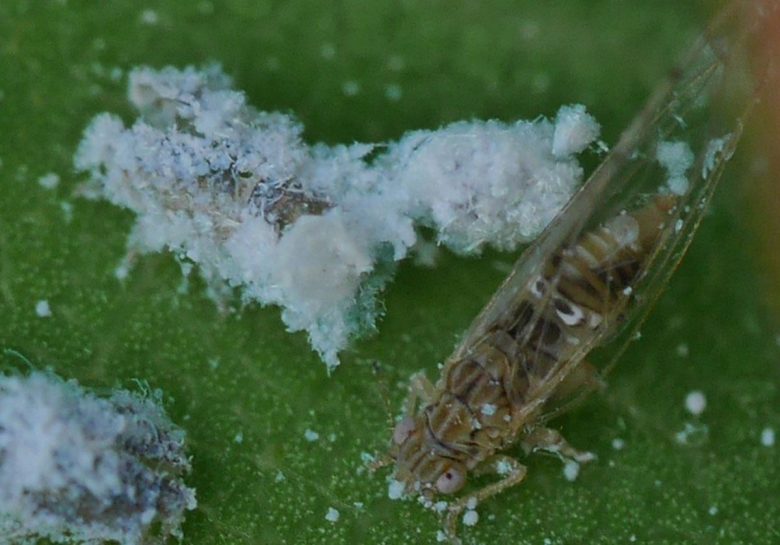 nymphs and adult laurel psylla