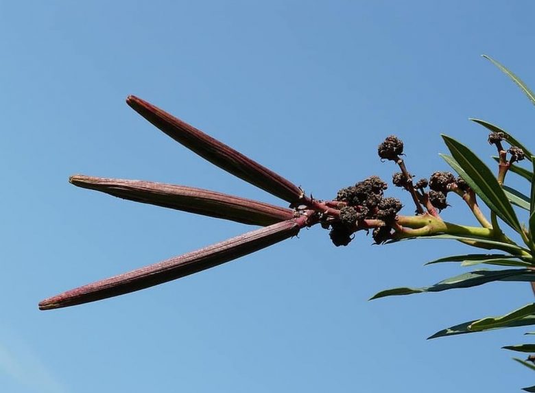 Oleander fruits