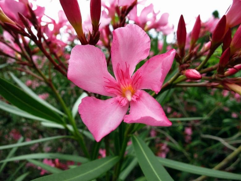 Pink flowers