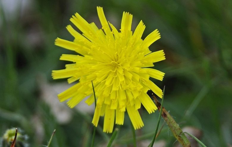 Pilosella flower