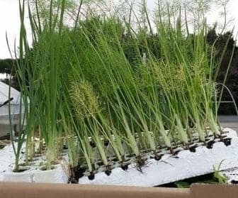 July fennel in the seedbed