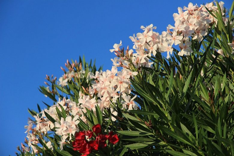 Oleander