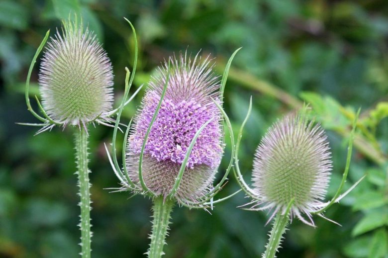Woolen thistle