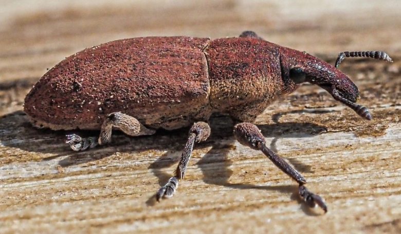 Lixus sanguineus