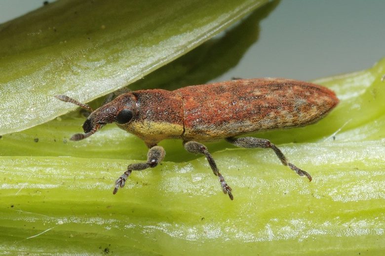 Lixus scabricollis