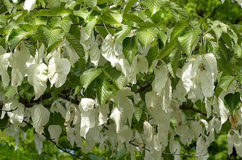 Handkerchief tree