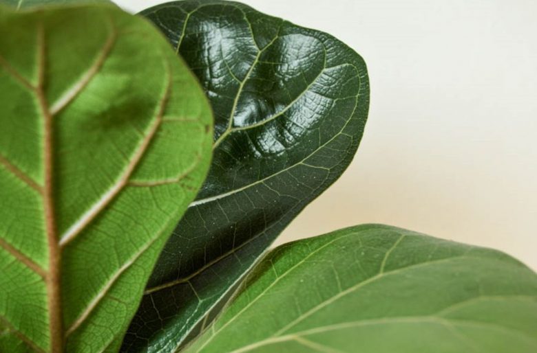 Leaves
