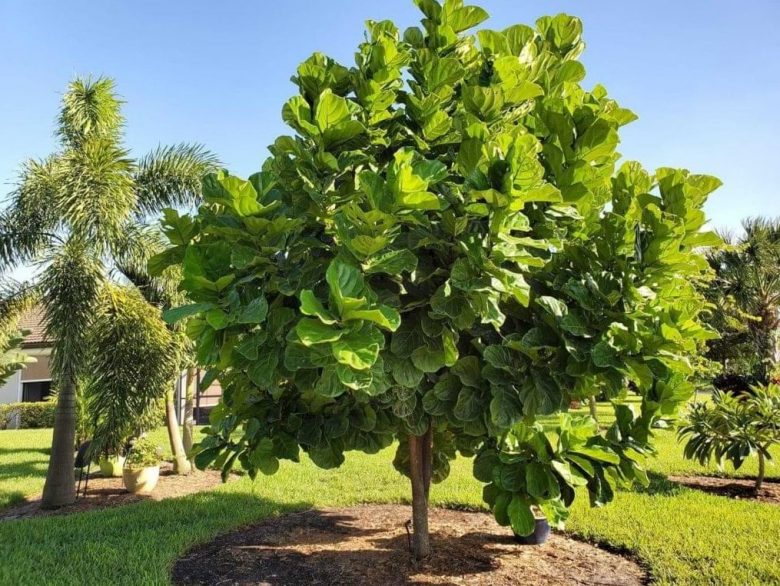 ficus yrata in the garden