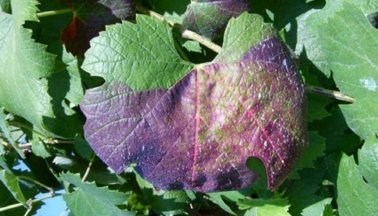 Sick leaf