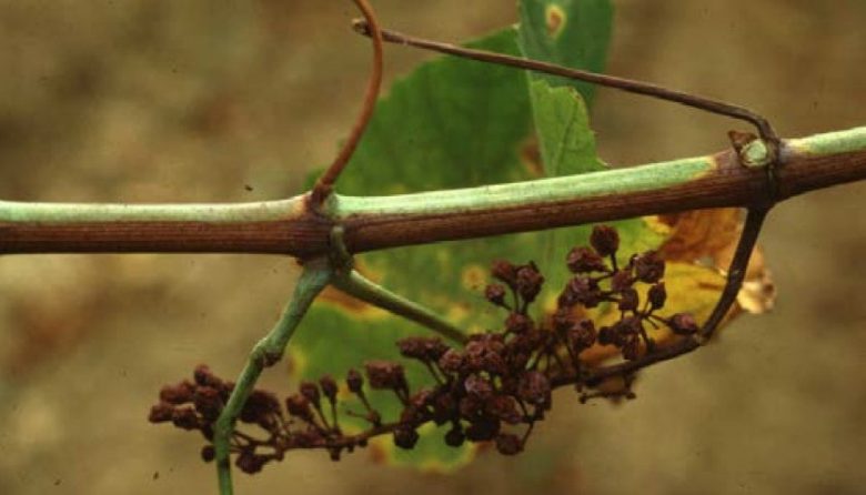 Golden flavescence on the bunches
