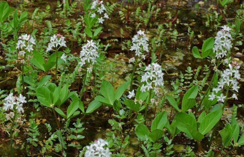 Fibrin clover flowers