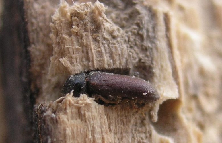 woodworm