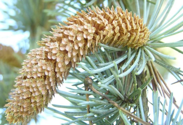 Male flowers of atlas cedar