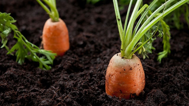 Carrot