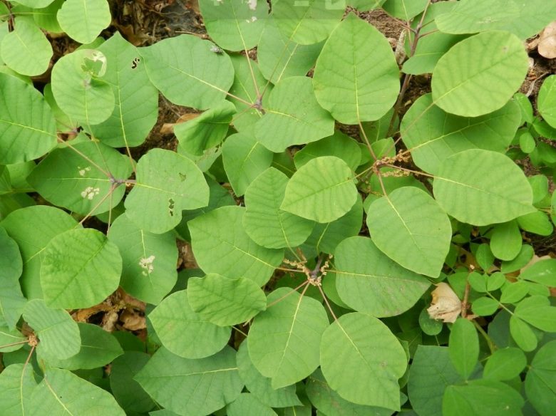 Seedlings of scotano