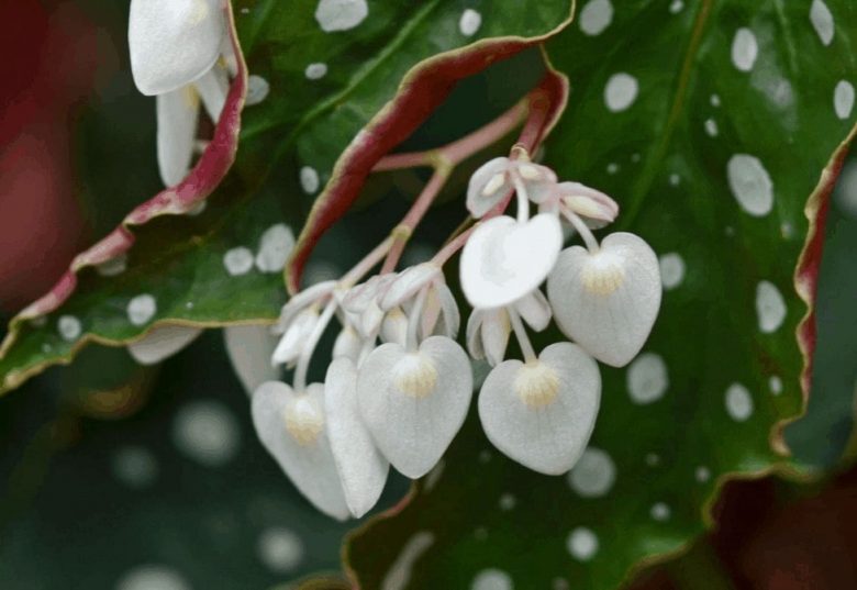 Flowers of begonia maculata