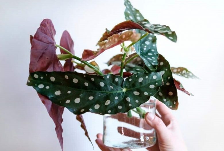 Cuttings