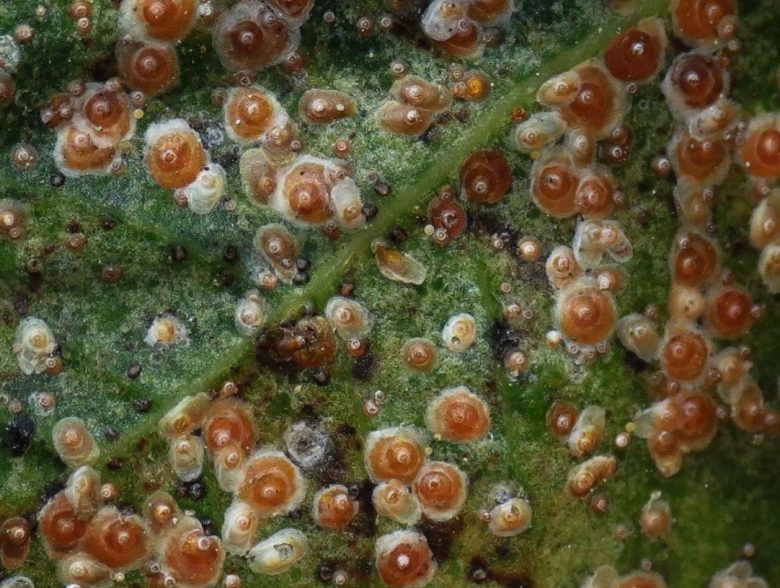 Leaves affected by red cochineal