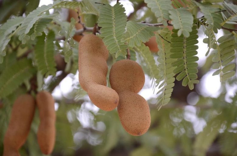 Tamarinds