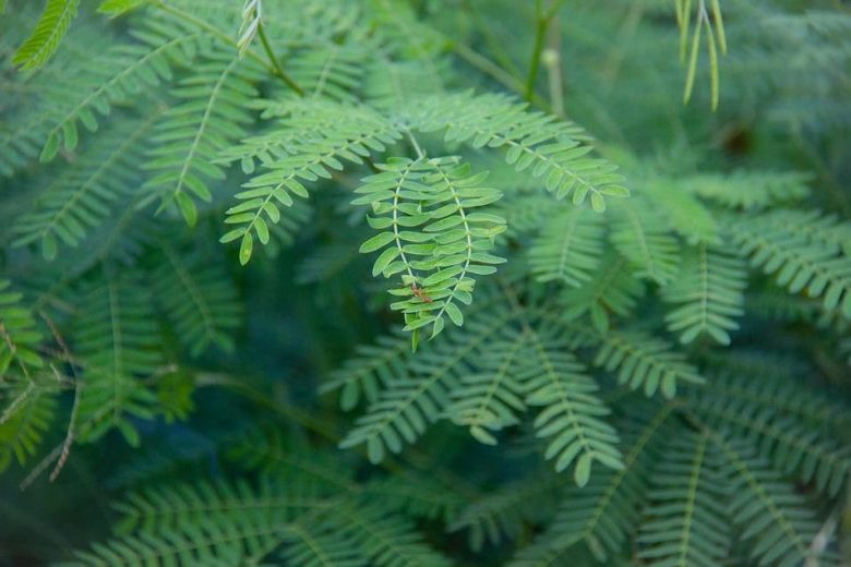 Tamarind leaves