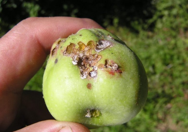 damage on the apple tree