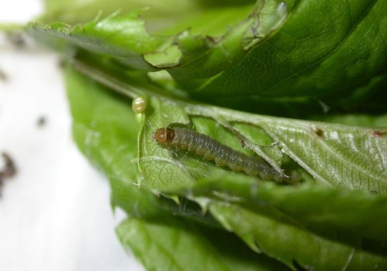 Larva of capua
