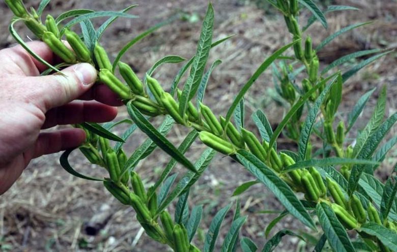 sesame capsules