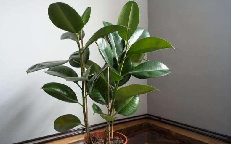 Ficus elastica in pots