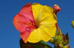 Two-tone flower