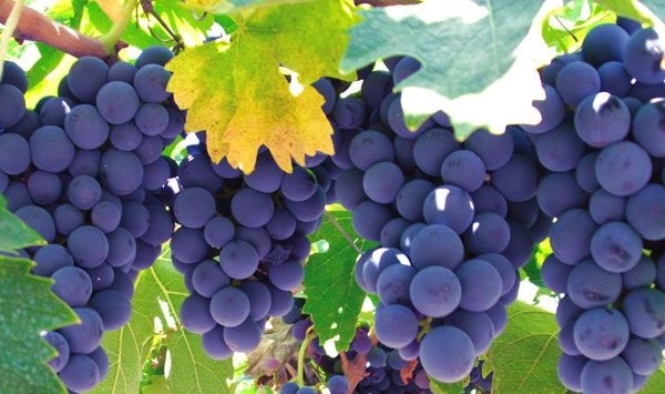Grapes of September