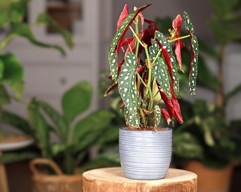 Begonia maculata